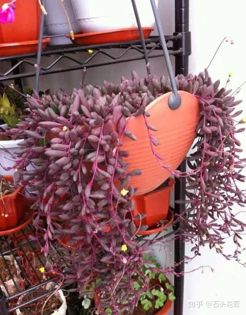 室内吊盆种花，10种花卉，吊起来养“花朵”爆盆，不占地方，能养十几盆