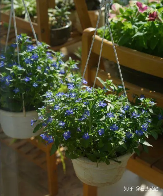 室内吊盆种花，10种花卉，吊起来养“花朵”爆盆，不占地方，能养十几盆