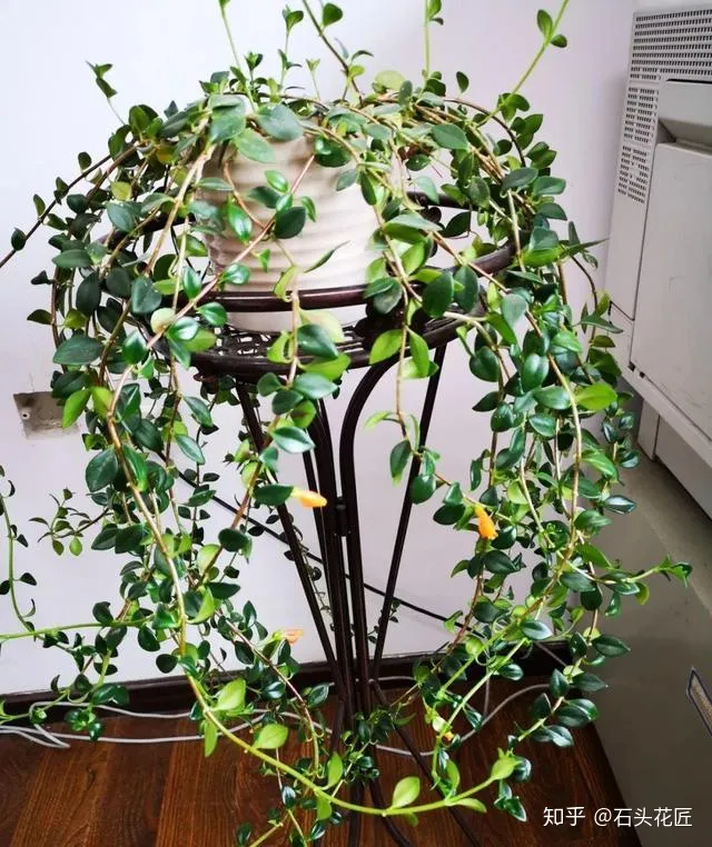 室内吊盆种花，10种花卉，吊起来养“花朵”爆盆，不占地方，能养十几盆