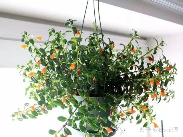 室内吊盆种花，10种花卉，吊起来养“花朵”爆盆，不占地方，能养十几盆