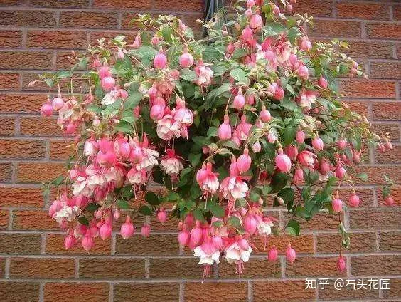 室内吊盆种花，10种花卉，吊起来养“花朵”爆盆，不占地方，能养十几盆