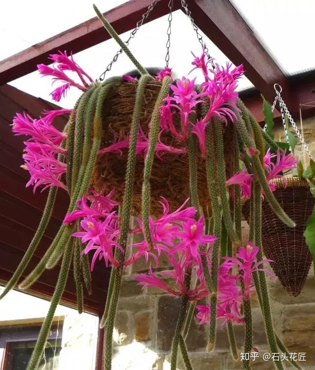 室内吊盆种花，10种花卉，吊起来养“花朵”爆盆，不占地方，能养十几盆