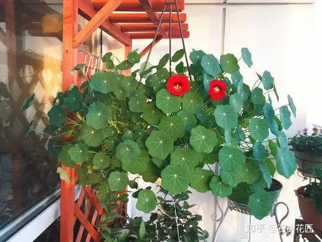 室内吊盆种花，10种花卉，吊起来养“花朵”爆盆，不占地方，能养十几盆