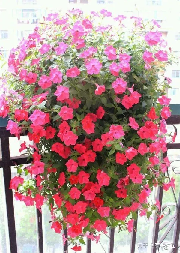 室内吊盆种花，10种花卉，吊起来养“花朵”爆盆，不占地方，能养十几盆