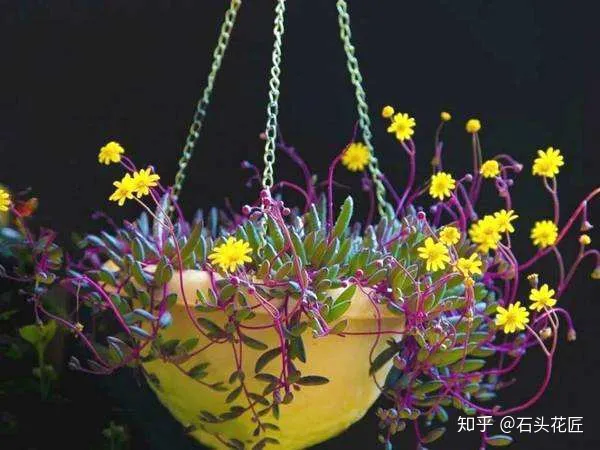 室内吊盆种花，10种花卉，吊起来养“花朵”爆盆，不占地方，能养十几盆