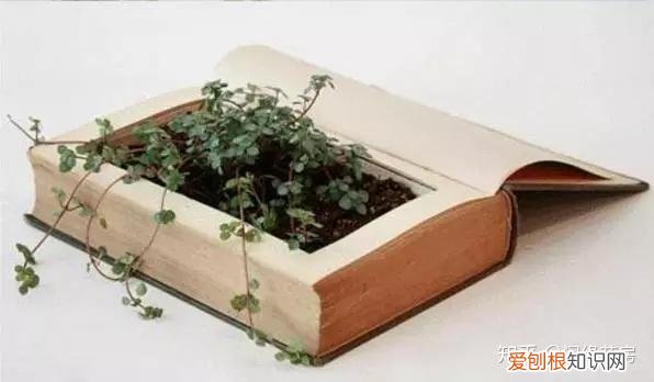 家里养的绿色植物,居家绿植百科,你不得不知得小秘密!