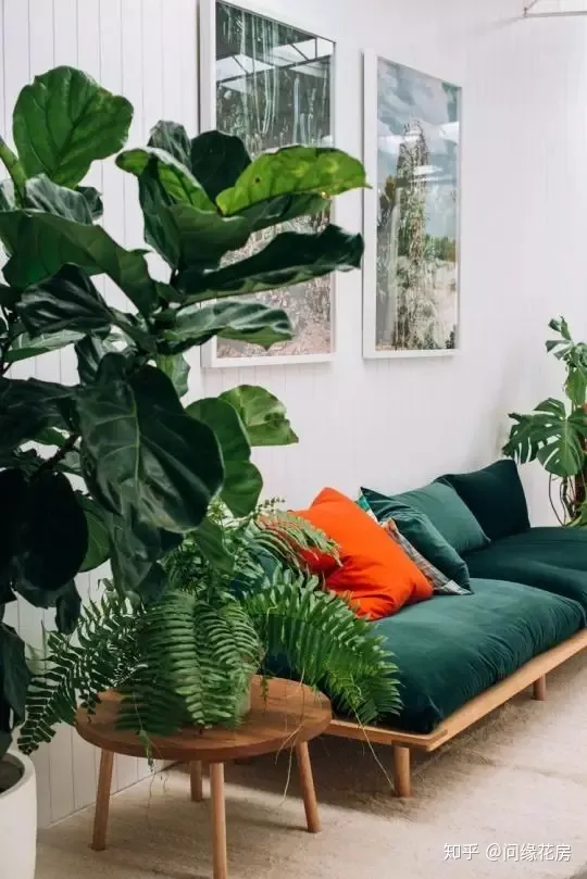 家里养的绿色植物,居家绿植百科,你不得不知得小秘密!