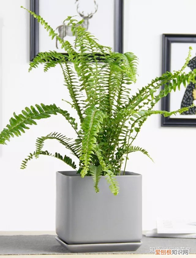家里养的绿色植物,居家绿植百科,你不得不知得小秘密!
