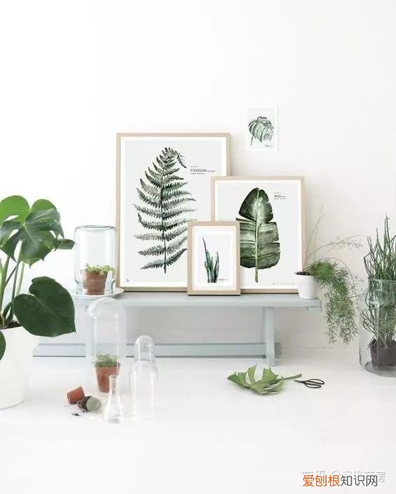 家里养的绿色植物,居家绿植百科,你不得不知得小秘密!