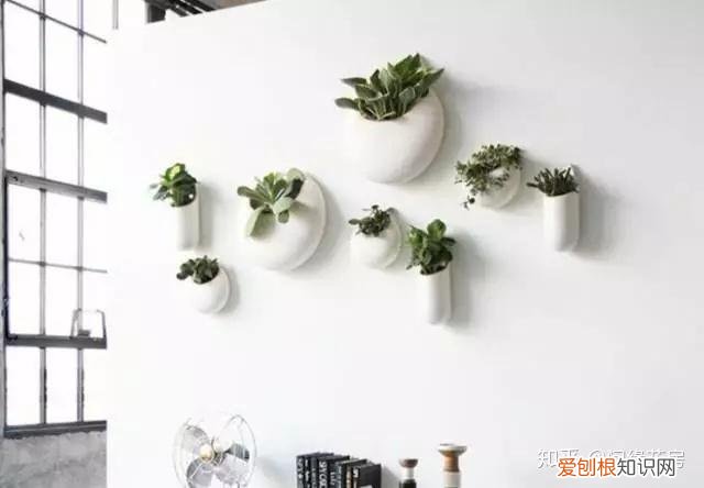 家里养的绿色植物,居家绿植百科,你不得不知得小秘密!
