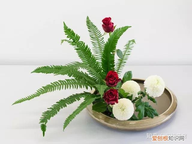 家里养的绿色植物,居家绿植百科,你不得不知得小秘密!
