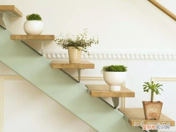 家里养的绿色植物,居家绿植百科,你不得不知得小秘密!