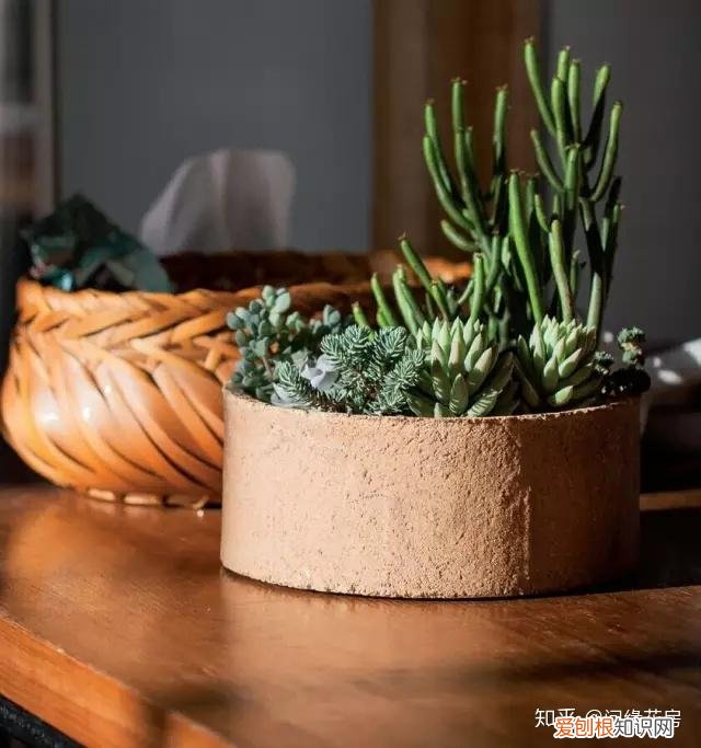 家里养的绿色植物,居家绿植百科,你不得不知得小秘密!