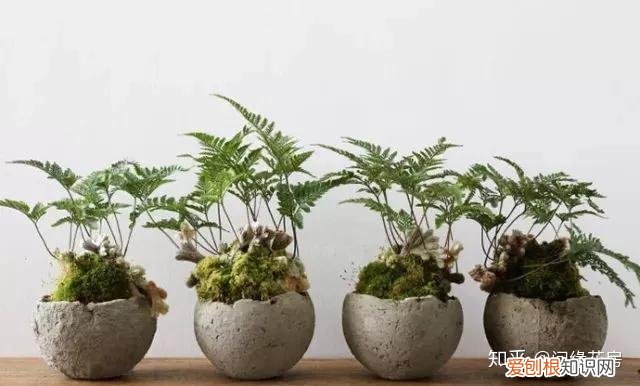 家里养的绿色植物,居家绿植百科,你不得不知得小秘密!