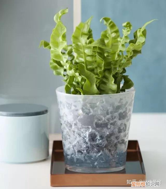 家里养的绿色植物,居家绿植百科,你不得不知得小秘密!