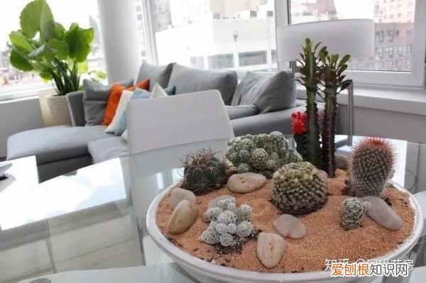 家里养的绿色植物,居家绿植百科,你不得不知得小秘密!
