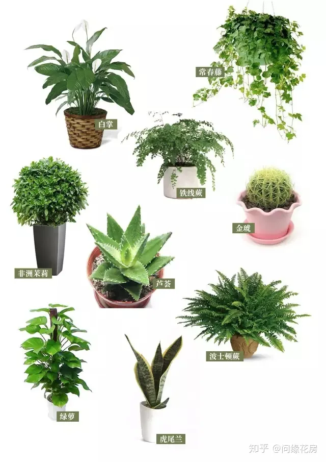 家里养的绿色植物,居家绿植百科,你不得不知得小秘密!