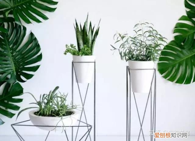 家里养的绿色植物,居家绿植百科,你不得不知得小秘密!