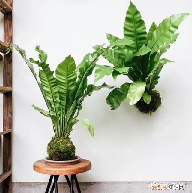 家里养的绿色植物,居家绿植百科,你不得不知得小秘密!