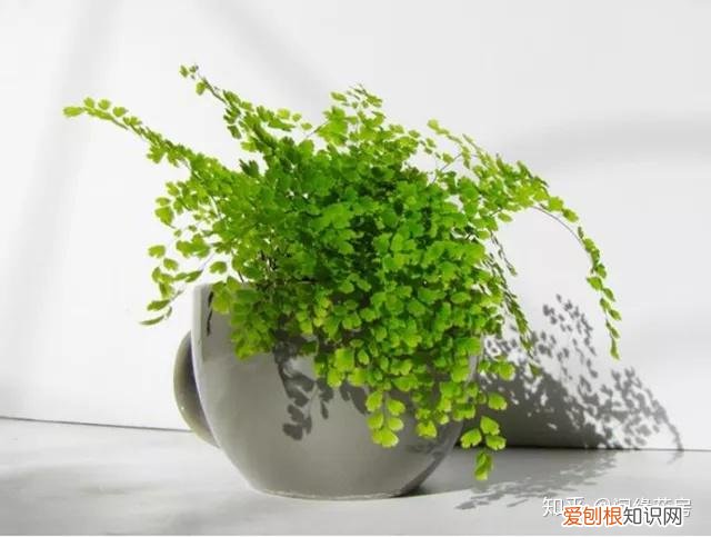 家里养的绿色植物,居家绿植百科,你不得不知得小秘密!