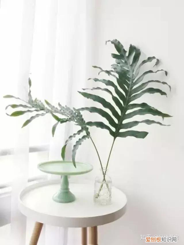家里养的绿色植物,居家绿植百科,你不得不知得小秘密!