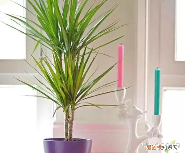 家里养的绿色植物,居家绿植百科,你不得不知得小秘密!