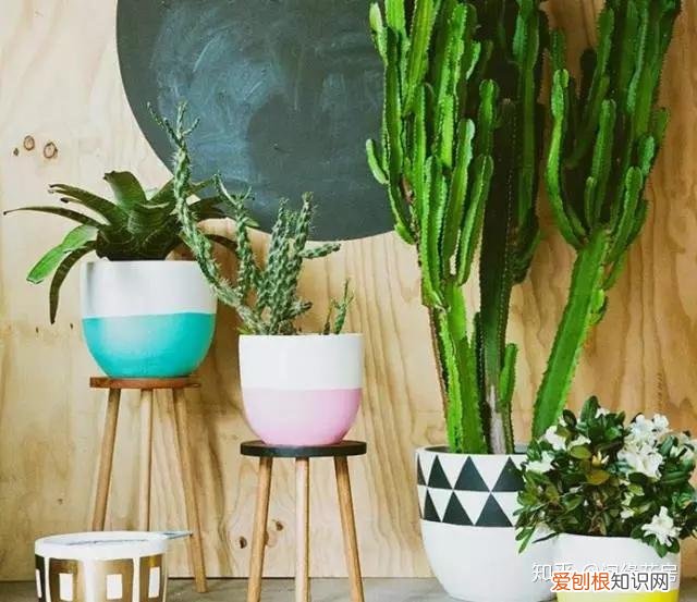 家里养的绿色植物,居家绿植百科,你不得不知得小秘密!