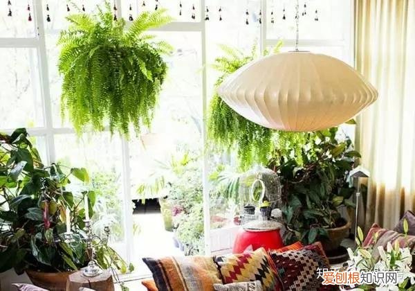 家里养的绿色植物,居家绿植百科,你不得不知得小秘密!