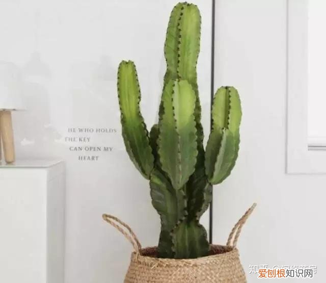 家里养的绿色植物,居家绿植百科,你不得不知得小秘密!