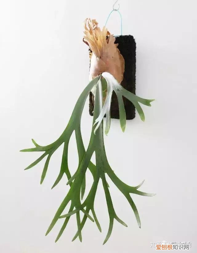 家里养的绿色植物,居家绿植百科,你不得不知得小秘密!