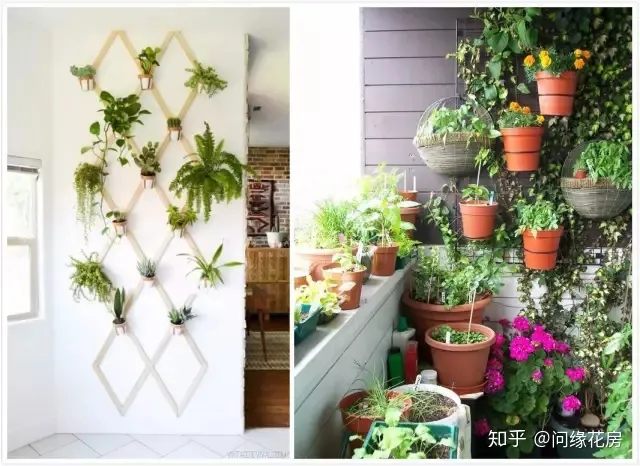 家里养的绿色植物,居家绿植百科,你不得不知得小秘密!