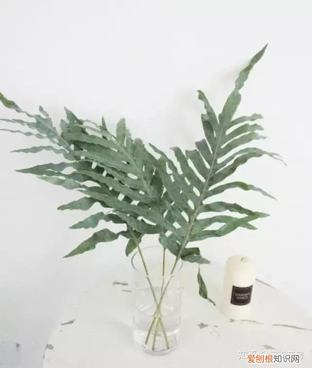 家里养的绿色植物,居家绿植百科,你不得不知得小秘密!