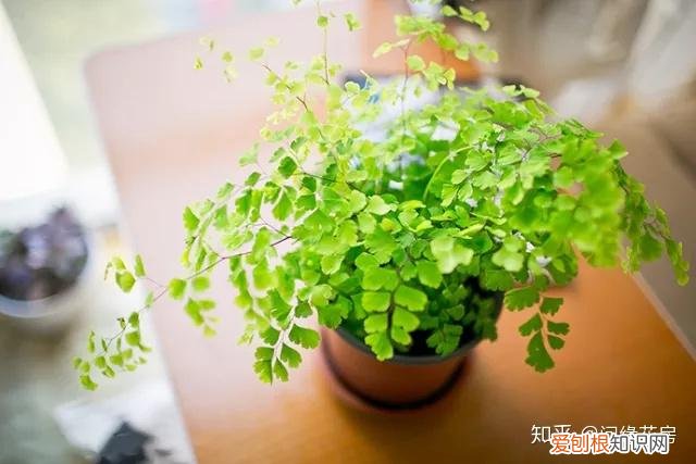 家里养的绿色植物,居家绿植百科,你不得不知得小秘密!