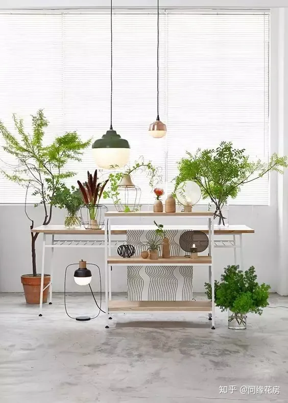 家里养的绿色植物,居家绿植百科,你不得不知得小秘密!