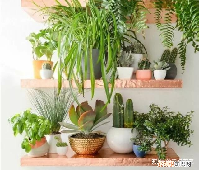 家里养的绿色植物,居家绿植百科,你不得不知得小秘密!