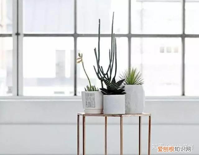 家里养的绿色植物,居家绿植百科,你不得不知得小秘密!