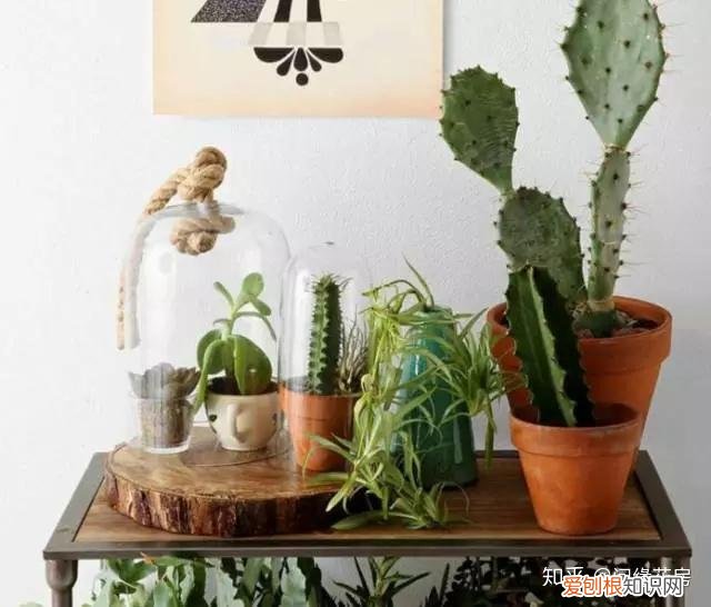 家里养的绿色植物,居家绿植百科,你不得不知得小秘密!