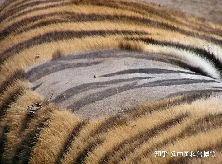一头老虎对吗?，这10个老虎小知识，我打赌你有一半不知道