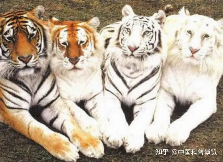 一头老虎对吗?，这10个老虎小知识，我打赌你有一半不知道