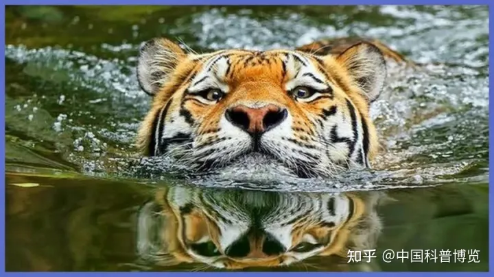 一头老虎对吗?，这10个老虎小知识，我打赌你有一半不知道