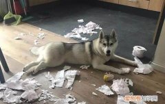 狗不听话可以打吗，狗不听话的时候真的需要打骂吗，狗狗不听话能打么