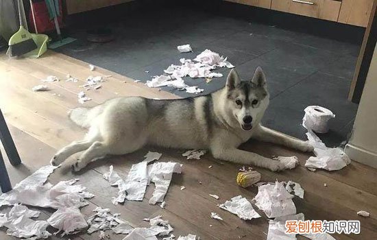 狗不听话可以打吗，狗不听话的时候真的需要打骂吗，狗狗不听话能打么