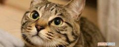 猫狗共同传染病有哪些，猫狗之间传染病