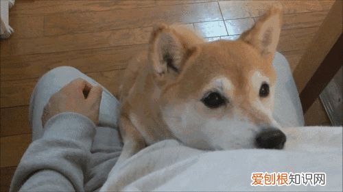狗的结构示意图，科普小知识：狗狗的基本构造