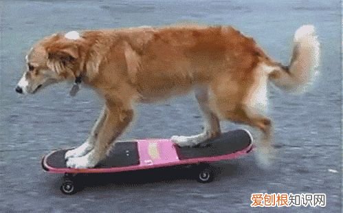 狗的结构示意图，科普小知识：狗狗的基本构造