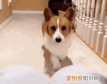 狗的结构示意图，科普小知识：狗狗的基本构造