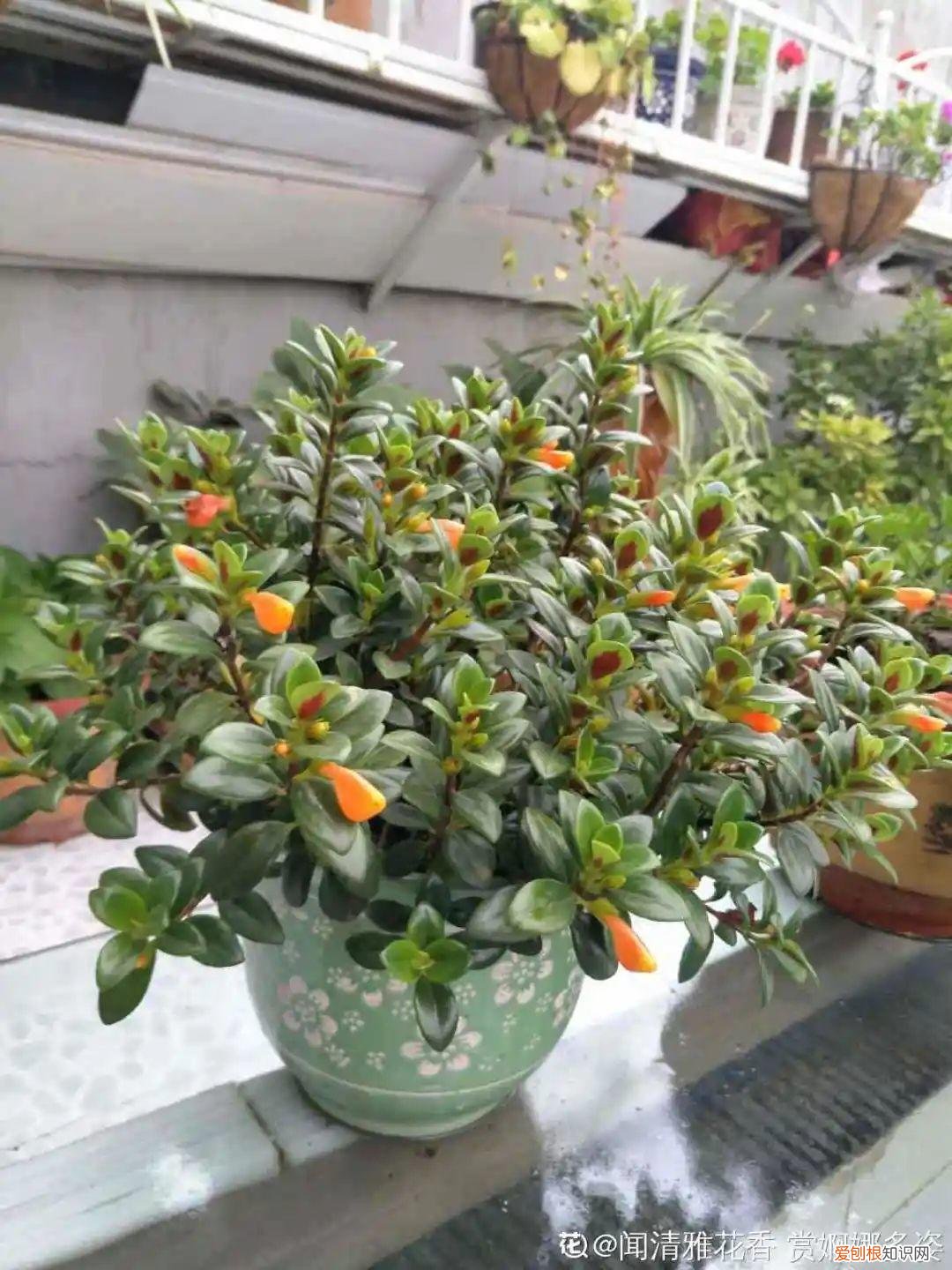 折腾不死的25种花,咋养都爆盆,家里必须养吗，折腾不死的25种花，咋养都爆盆，家里必须养