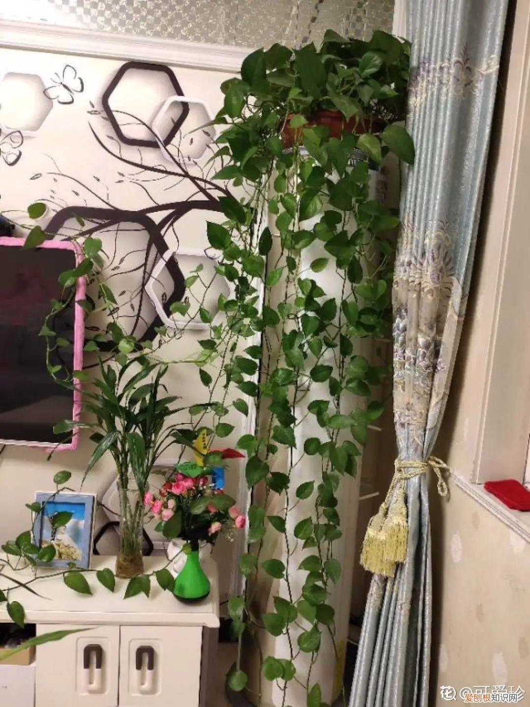 折腾不死的25种花,咋养都爆盆,家里必须养吗，折腾不死的25种花，咋养都爆盆，家里必须养
