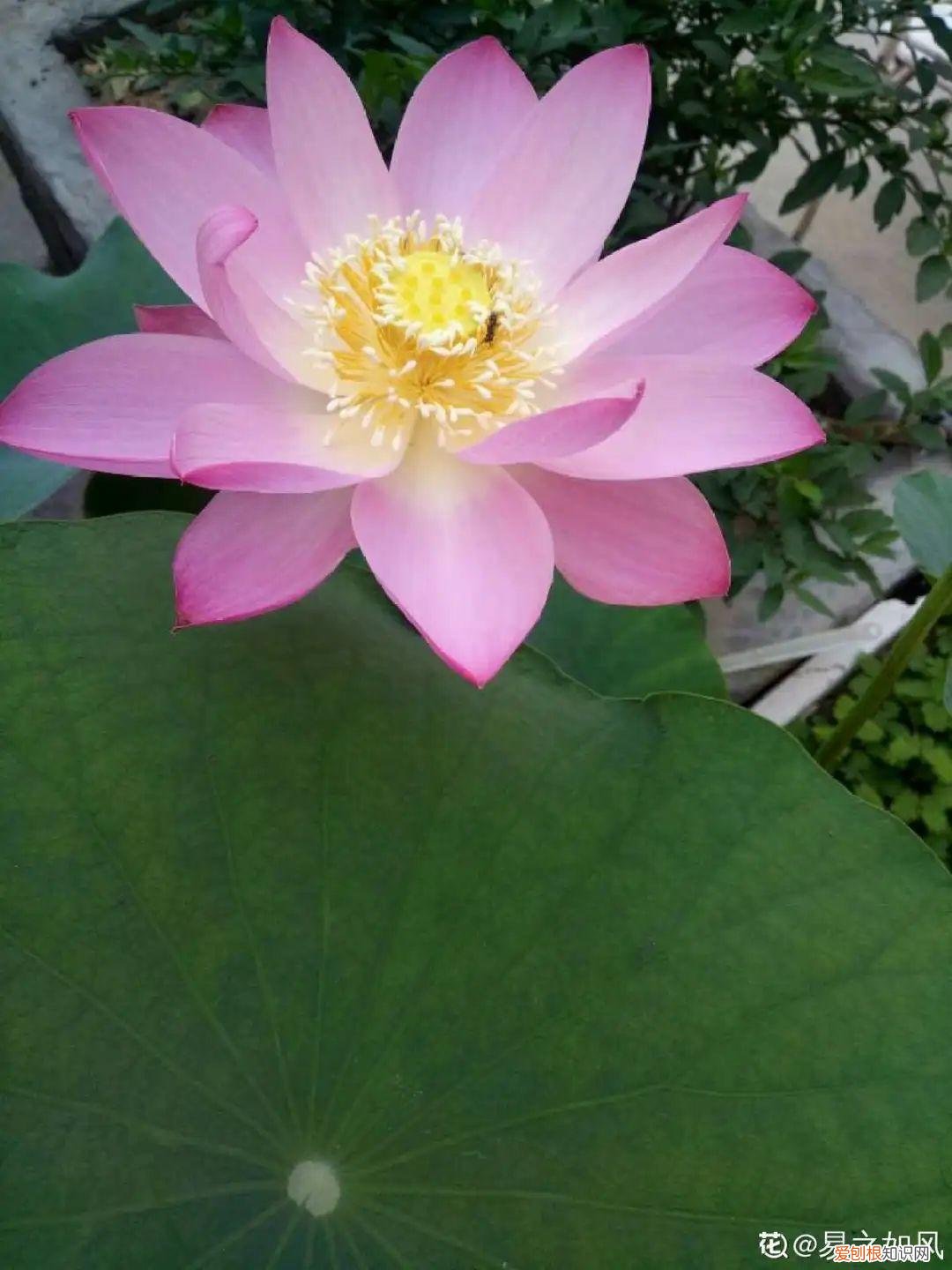 折腾不死的25种花,咋养都爆盆,家里必须养吗，折腾不死的25种花，咋养都爆盆，家里必须养