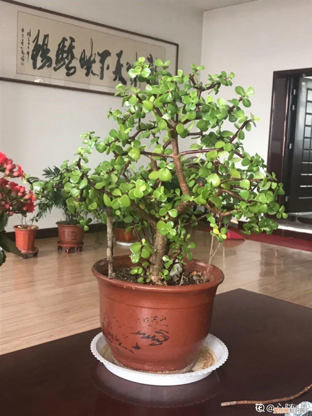 折腾不死的25种花,咋养都爆盆,家里必须养吗，折腾不死的25种花，咋养都爆盆，家里必须养